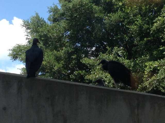 IMG_6c13f581b25e2f6a7d0538a28b7c56e51b681387