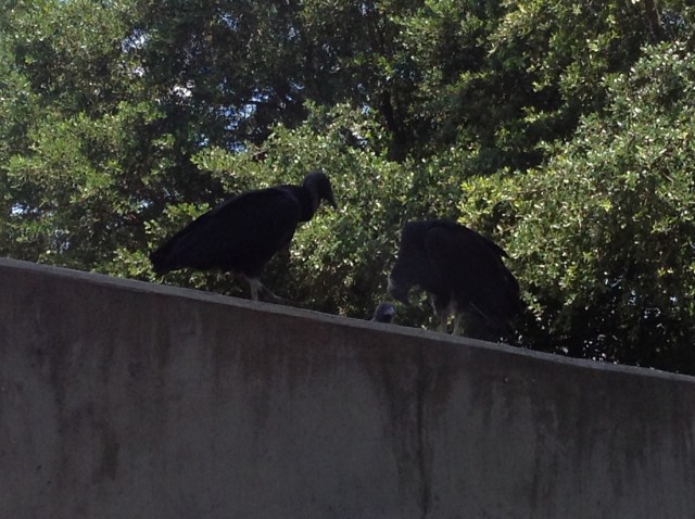 IMG_8a82e2c8e65a1727baff02abfe093caf405f6a3d